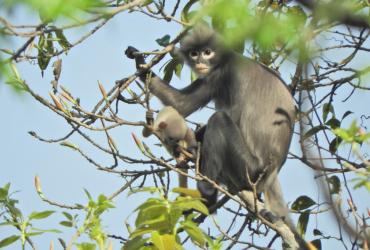 In this undated handout photo released by the German Primate Center (DPZ) on November 11, 2020, the newly discovered primate named Popa langur (Trachypithecus popa) is seen on a tree branch on Mount Popa, Myanmar. (Thaung Win / German Primate Centre / AFP)