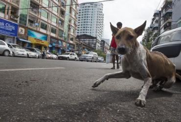  More than 100,000 stray dogs roam the streets of Yangon, sleeping in doorways, nosing through rubbish and barking their challenges to each other late into the night. (Romeo Gacad / AFP)