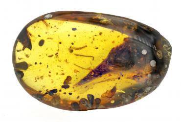 The skull of Oculudentavis khaungraae was found in a globule of 100-million-year old amber. (Lida Xing)