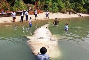 The whale shark, a female, was discovered in Myeik District, Tanintharyi Region. (Photos: Department of Fisheries)