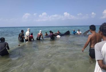 Footage shows young men trying to free the huge animal as it thrashes its tail to escape the net on Ngwe Saung Beach. (Supplied)