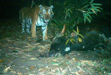  A tiger moves in on a dead wild gaur in Thailand's Mae Wong National Park in western Kamphaeng Phet province. (WWF-Thailand / Facebook)