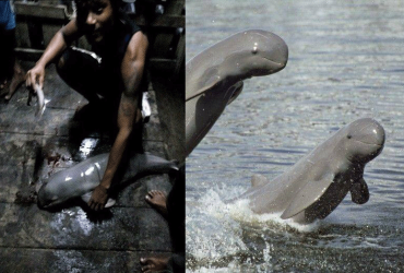 (Left) The photo uploaded to the now deactivated Facebook account named Zun Ko Tun. (Right) Irrawaddy dolphins swimming in Myanmar. (Wildlife Conservation Society Myanmar)