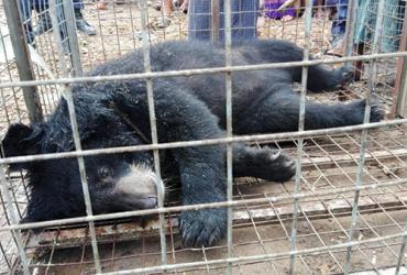 The endangered Asiatic black bear, also known as the moon bear, was captured in Thanlyin township. (Forest Department)