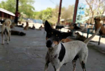 A dog poses for the camera at Yangon Animal Shelter. (Myanmar Mix)