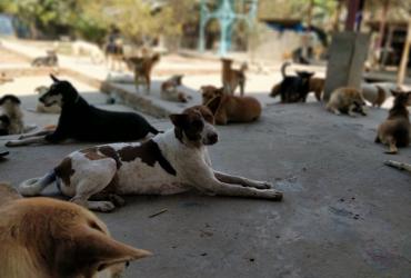 Yangon Animal Shelter is currently caring for more than 600 dogs. (Myanmar Mix)