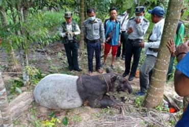 The Malayan tapir was snared in a trap in Tanintharyi township. (Photos by the Ministry of Information)