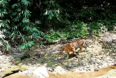 A tiger captured on camera in Myanmar. (World Conservation Society-Myanmar)