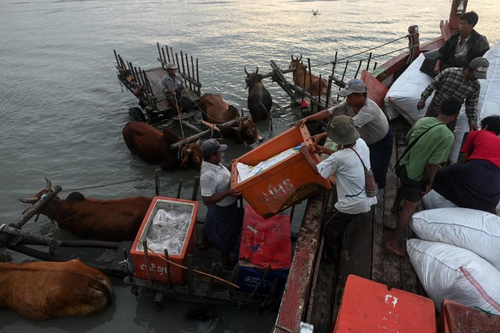 Boatmen unload crates of fish to a bull cart at Japanma jetty in Kyaukphyu, Rakhine state. (Ye Aung Phu / AFP) 
