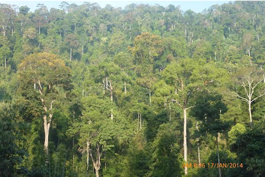 The conditions in the Tanintharyi region, pictured here, are considered particularly favourable to grow oil palm. (Forest Trends)