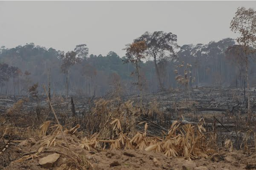 Forest clearance for agribusiness in Tanintharyi. (Forest Trends)