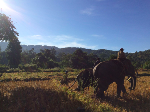 Tourism or release into the wild are potential solutions for elephants that no longer haul logged trees, but some are at risk of being poached or sold to traders. (Jennie Crawley/Myanmar Timber Elephant Project)