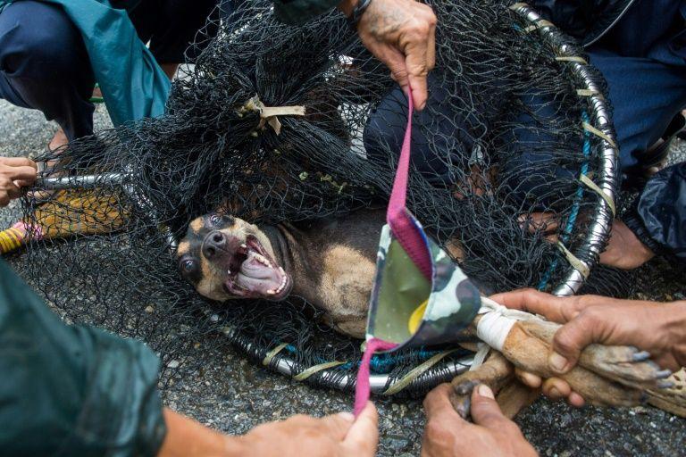  Members of the Yangon City Development Committee vaccinate a stray dog before sending it to Thawarba Animal Shelter. (Sai Aung Main / AFP)