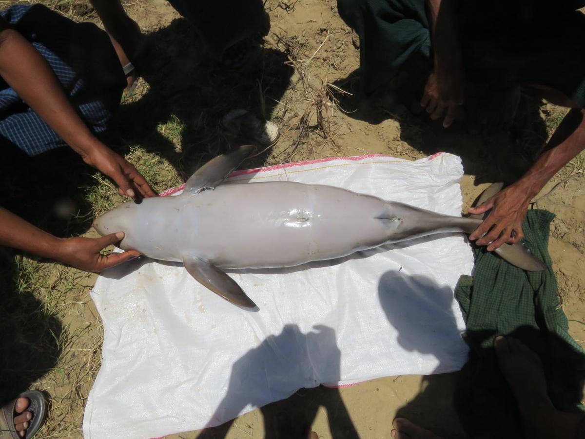 The body of the calf at a stretch of the Irrawaddy River. (Wildlife Conservation Society)