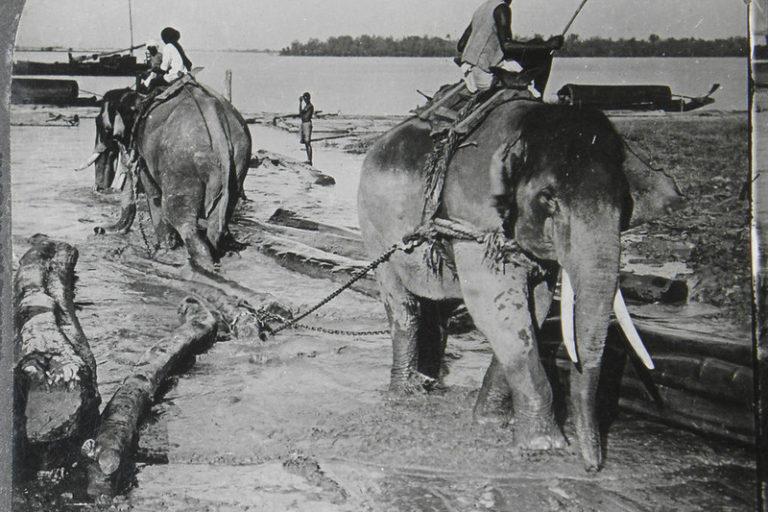 Elephants haul logs from the Salween River in southern Myanmar circa 1900. (Mike Steele/Flickr)