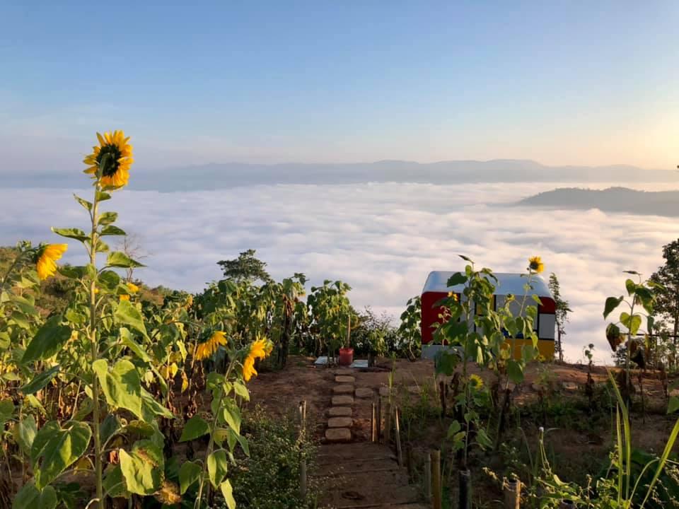 Sunflowers slope to a blanket of clouds atop a mountain in northern Shan state. (7th Heaven / Facebook)
