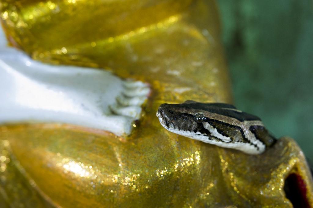 Dubbed the "snake temple" by locals for obvious reasons. (AFP)