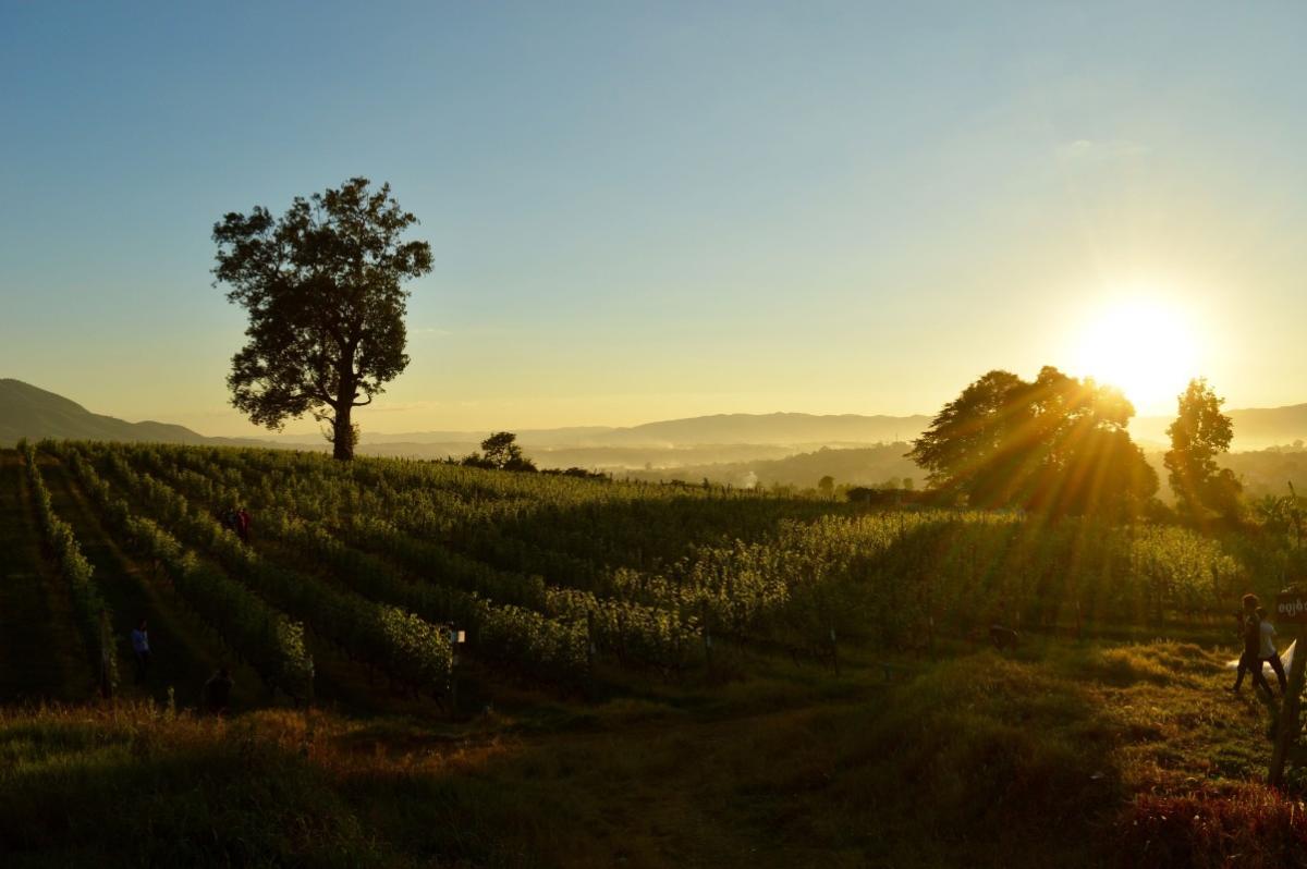 Aythaya Winery in Shan state capital Taunggyi. (Ben Frederick)