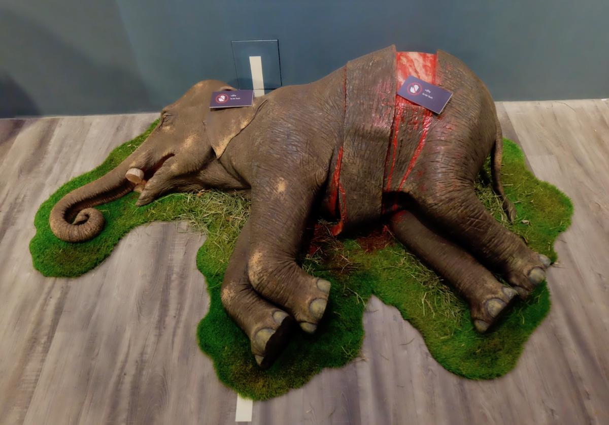 The exhibition raises awareness of elephant poaching. (Myanmar Mix)