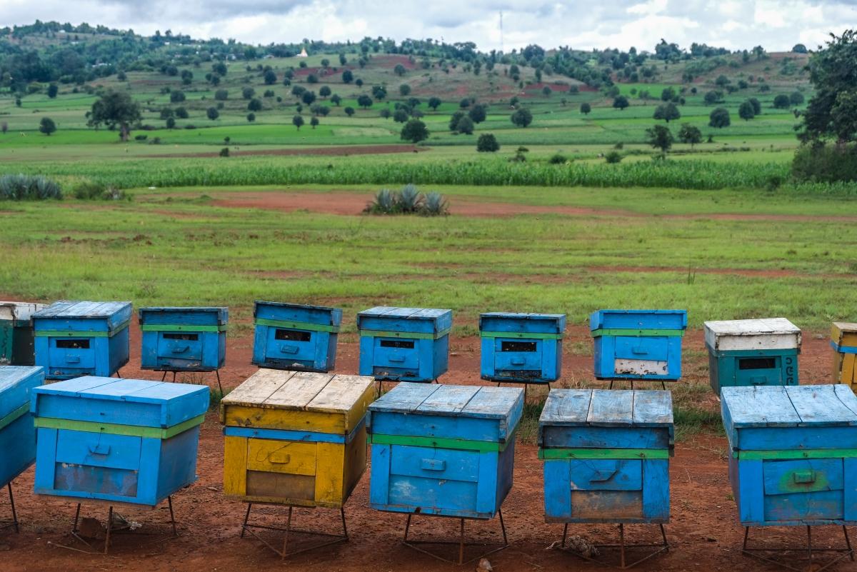 The road from Heho to Pindaya takes you through beautiful landscapes dotted with rows of brightly coloured bee hives.