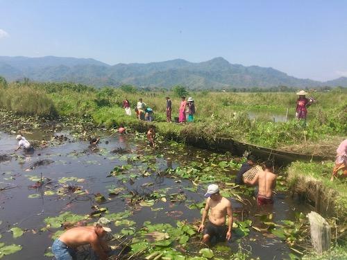 Locals gather to fling fish out of a pond. (Patrick Compton)